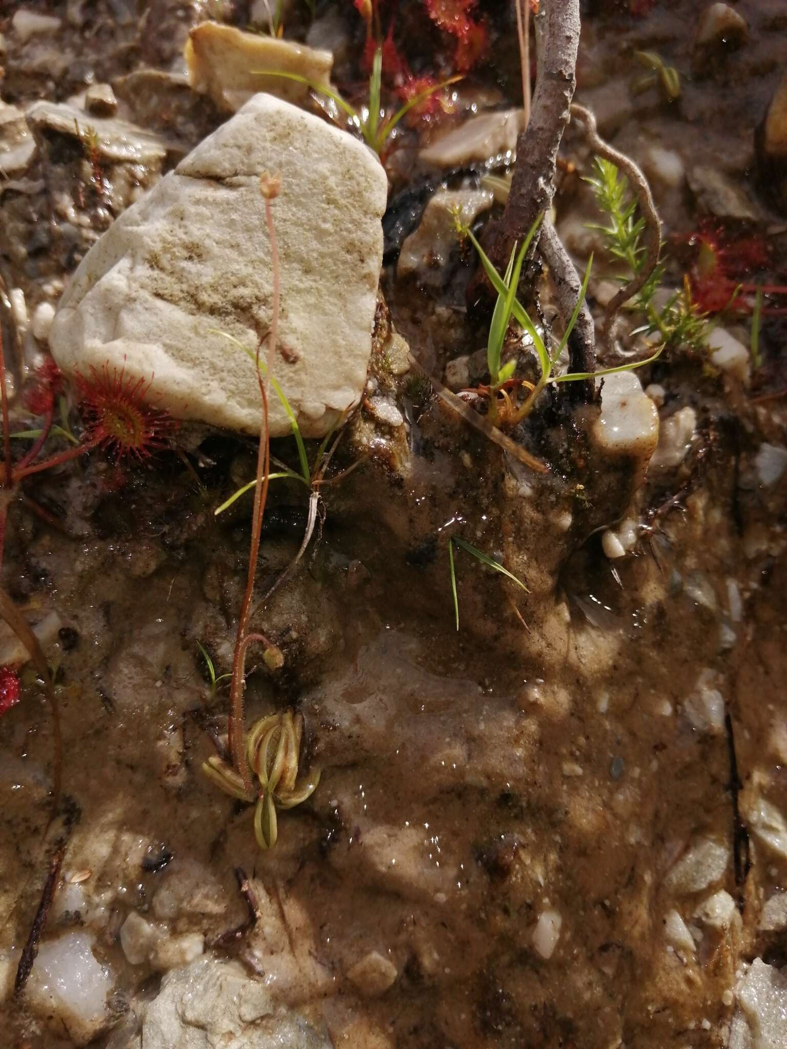 Image of Pinguicula lusitanica L.