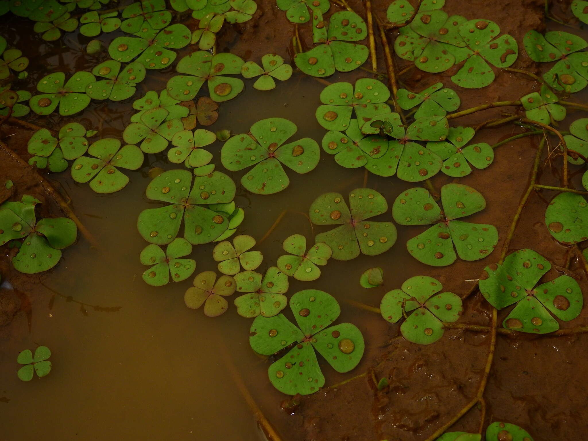 Plancia ëd Marsilea polycarpa Hook. & Grev.