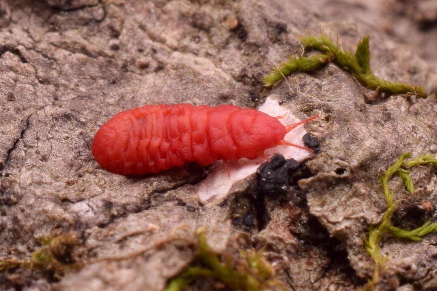 Image of Neosteingelia texana Morrison 1927