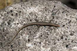 صورة Cryptoblepharus poecilopleurus (Wiegmann 1836)