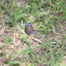 Euploea mulciber basilissa Cramer 1782的圖片