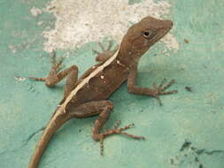 Imagem de Anolis cybotes Cope 1862