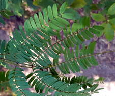 Imagem de Acacia schinoides Benth.