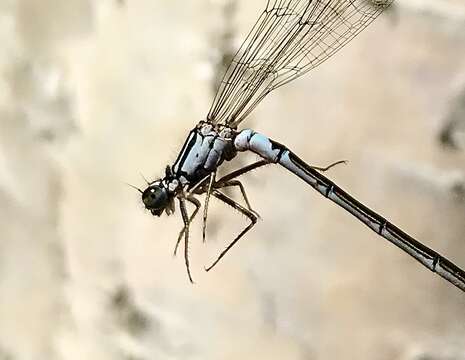 Image of Norfolk Damselfly