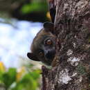 Image of Light-necked Sportive Lemur
