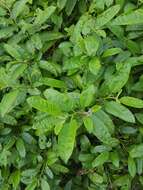 Image of Bahama Nightshade