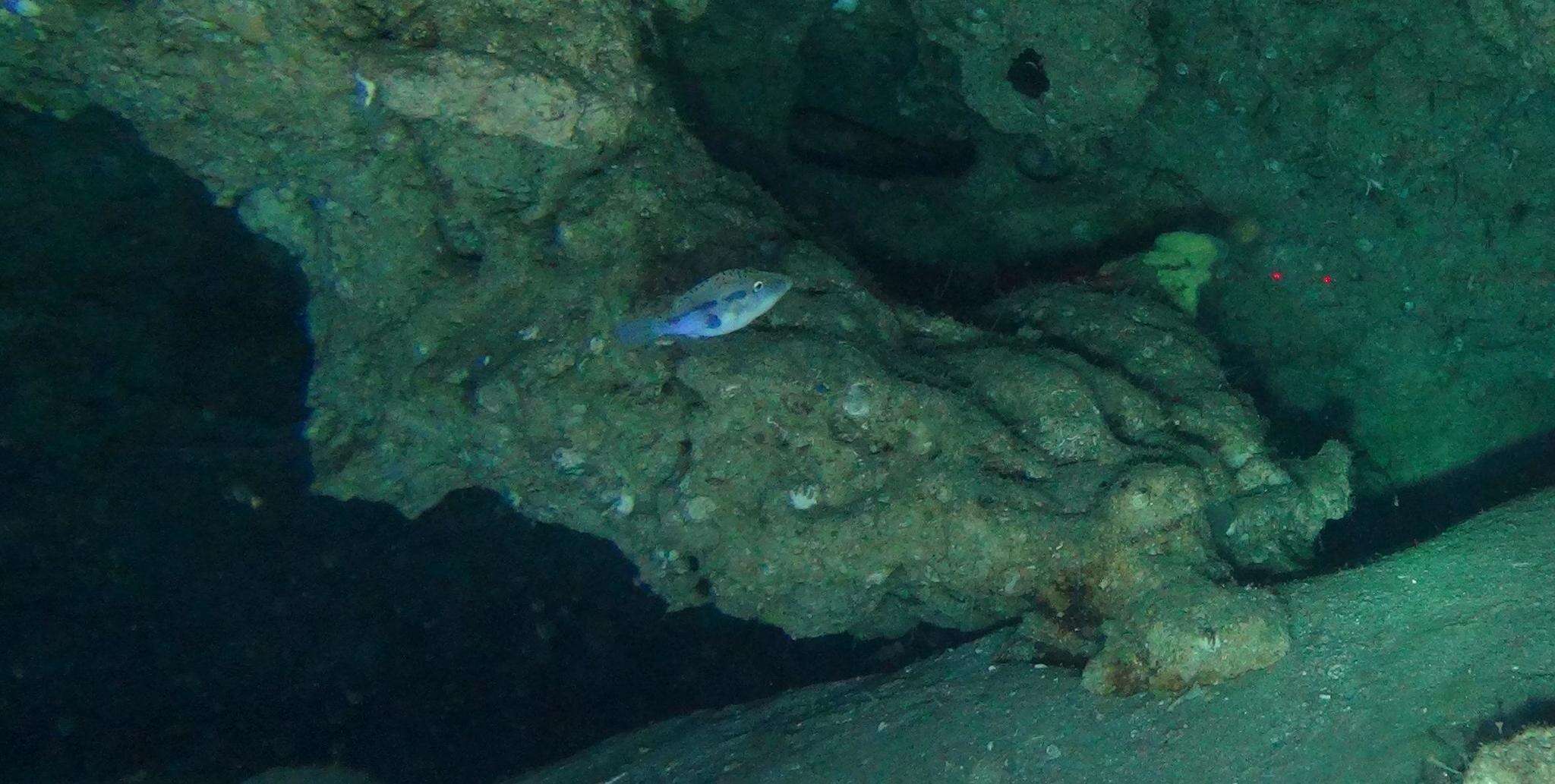 Image of Canthigaster inframacula Allen & Randall 1977