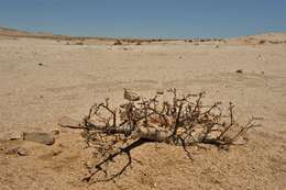 Image of Commiphora saxicola Engl.