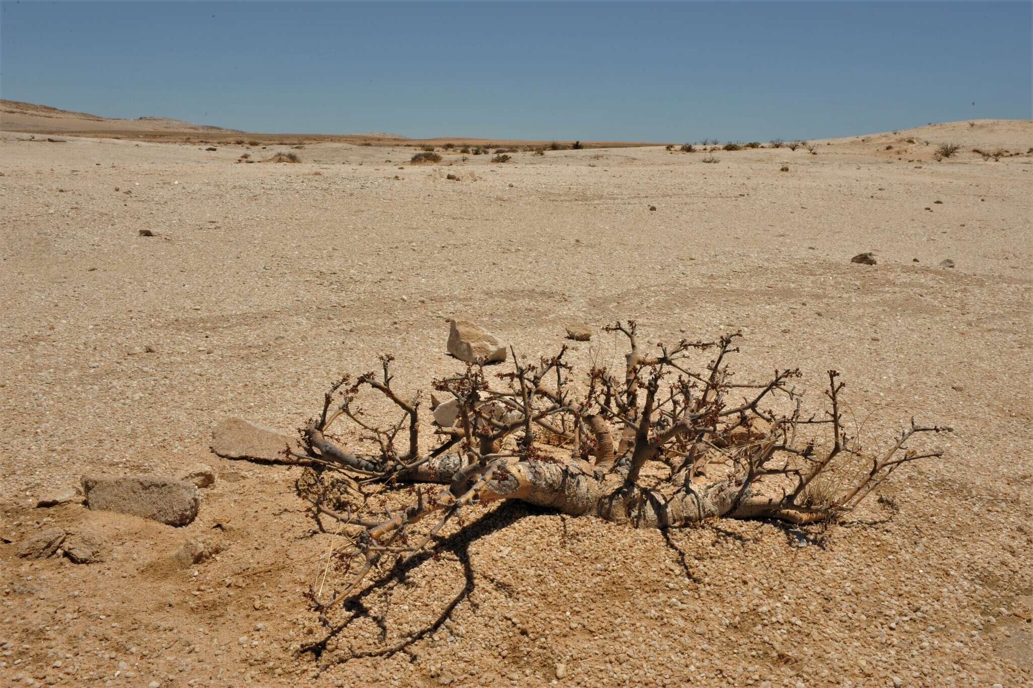 Plancia ëd Commiphora saxicola Engl.