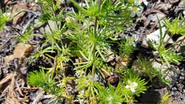 Image of Nuttall's linanthus