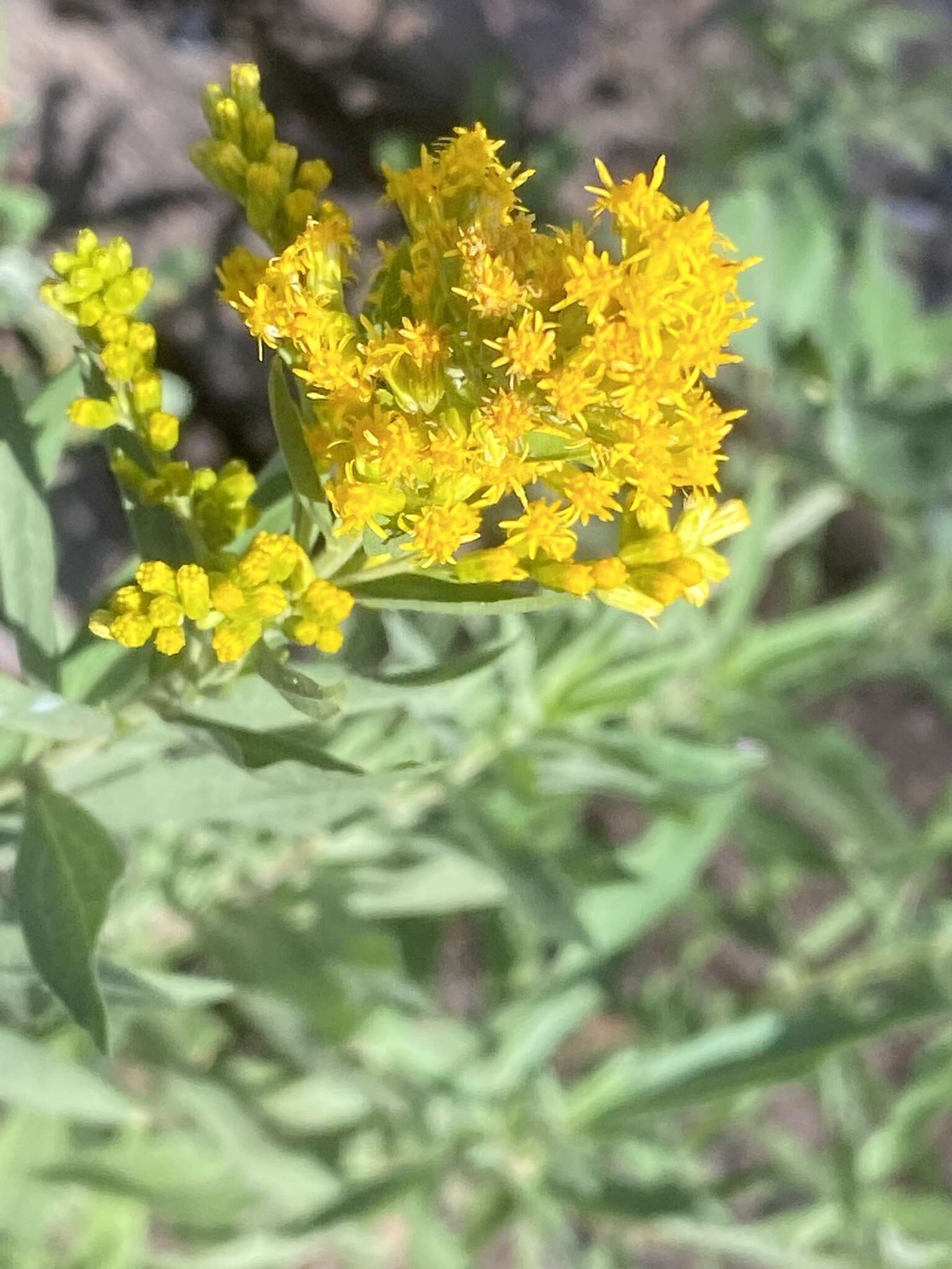 Image of Solidago elongata Nutt.