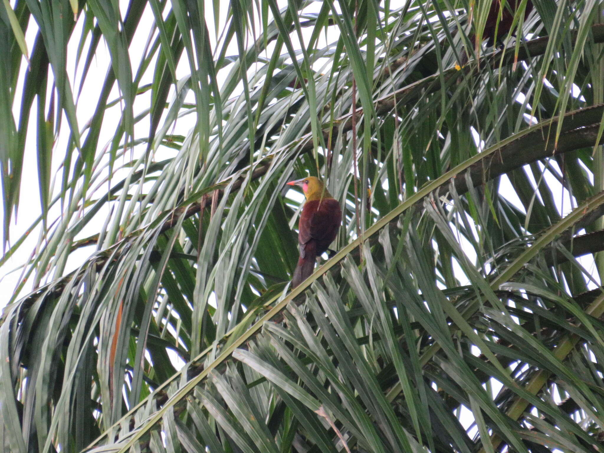 Image of Amazonian Oropendola