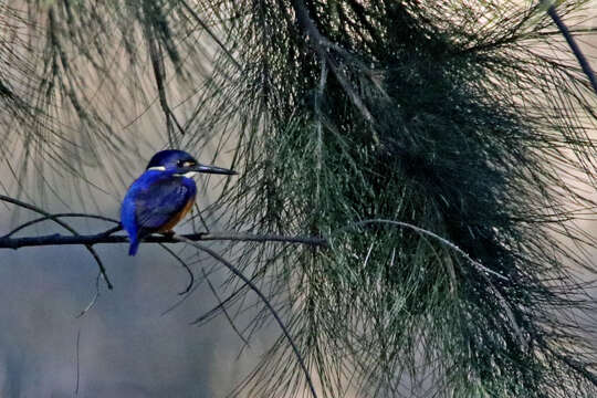 Image of Azure Kingfisher