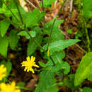 Image of Crepis lampsanoides (Gouan) Tausch