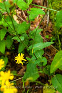 Image of Crepis lampsanoides (Gouan) Tausch