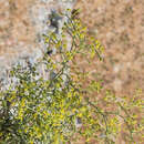 Image of Echinophora tenuifolia subsp. sibthorpiana (Guss.) Tutin