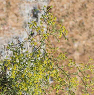 Imagem de Echinophora tenuifolia subsp. sibthorpiana (Guss.) Tutin