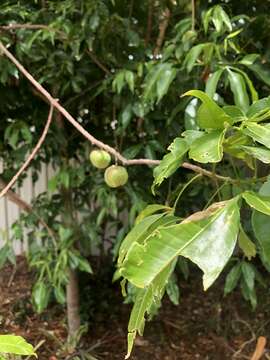 Image of Melicope rubra (Lauterb. & K. Schum.) T. G. Hartley