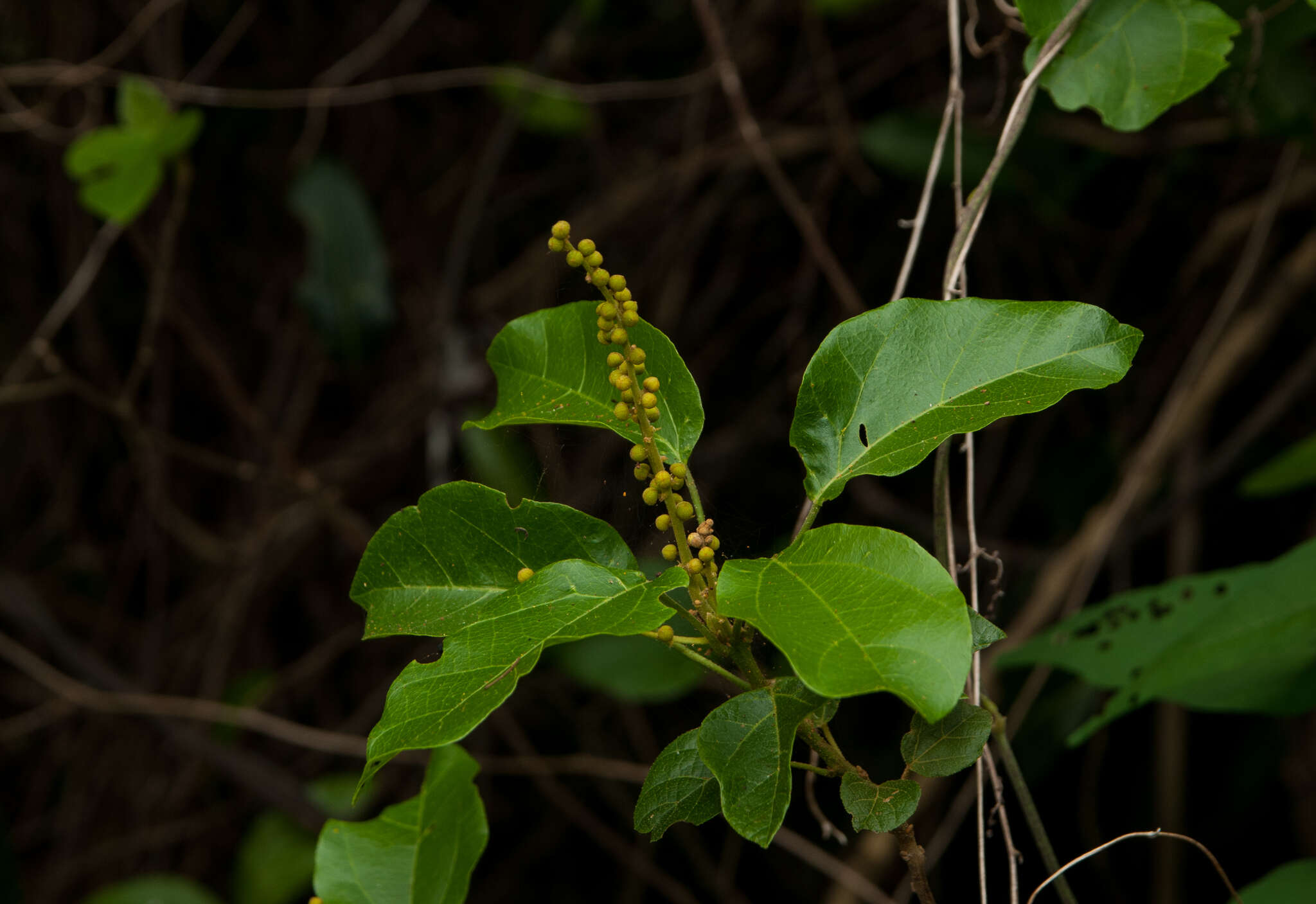 Image of climbing mallotus