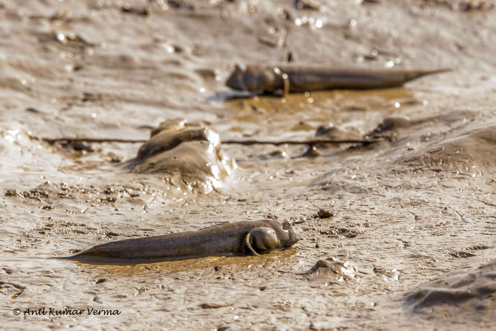 Image of Mud skipper