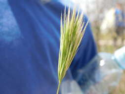 Image of Bromus fasciculatus C. Presl