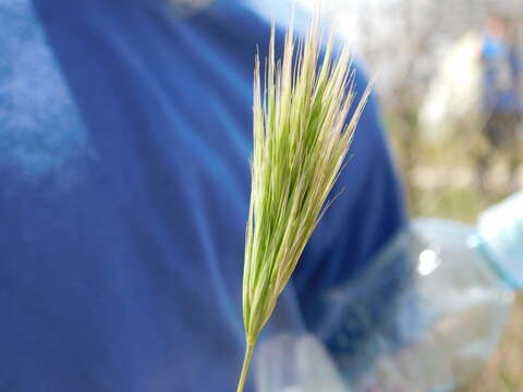 Image of Bromus fasciculatus C. Presl