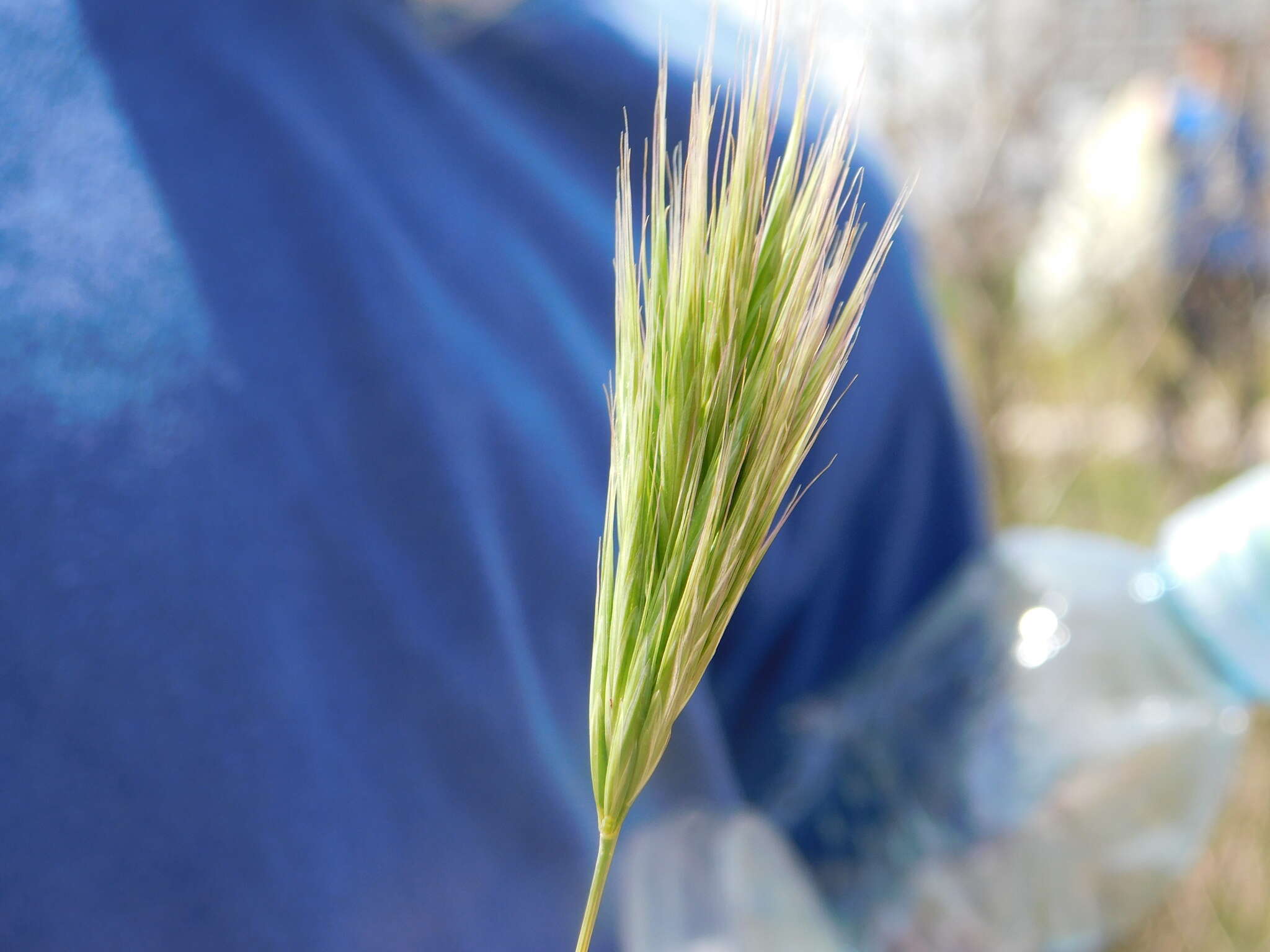 Image of Bromus fasciculatus C. Presl