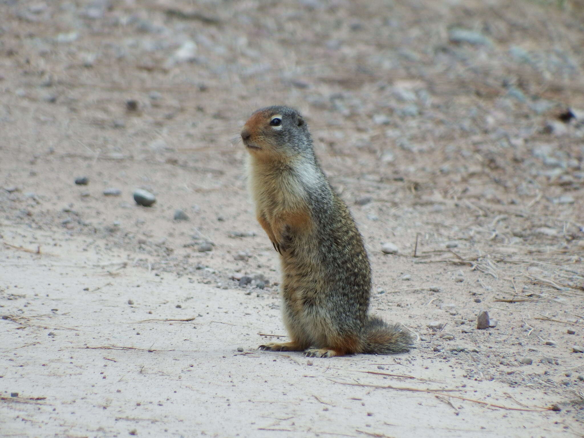 Image of Columbian ground squirrel