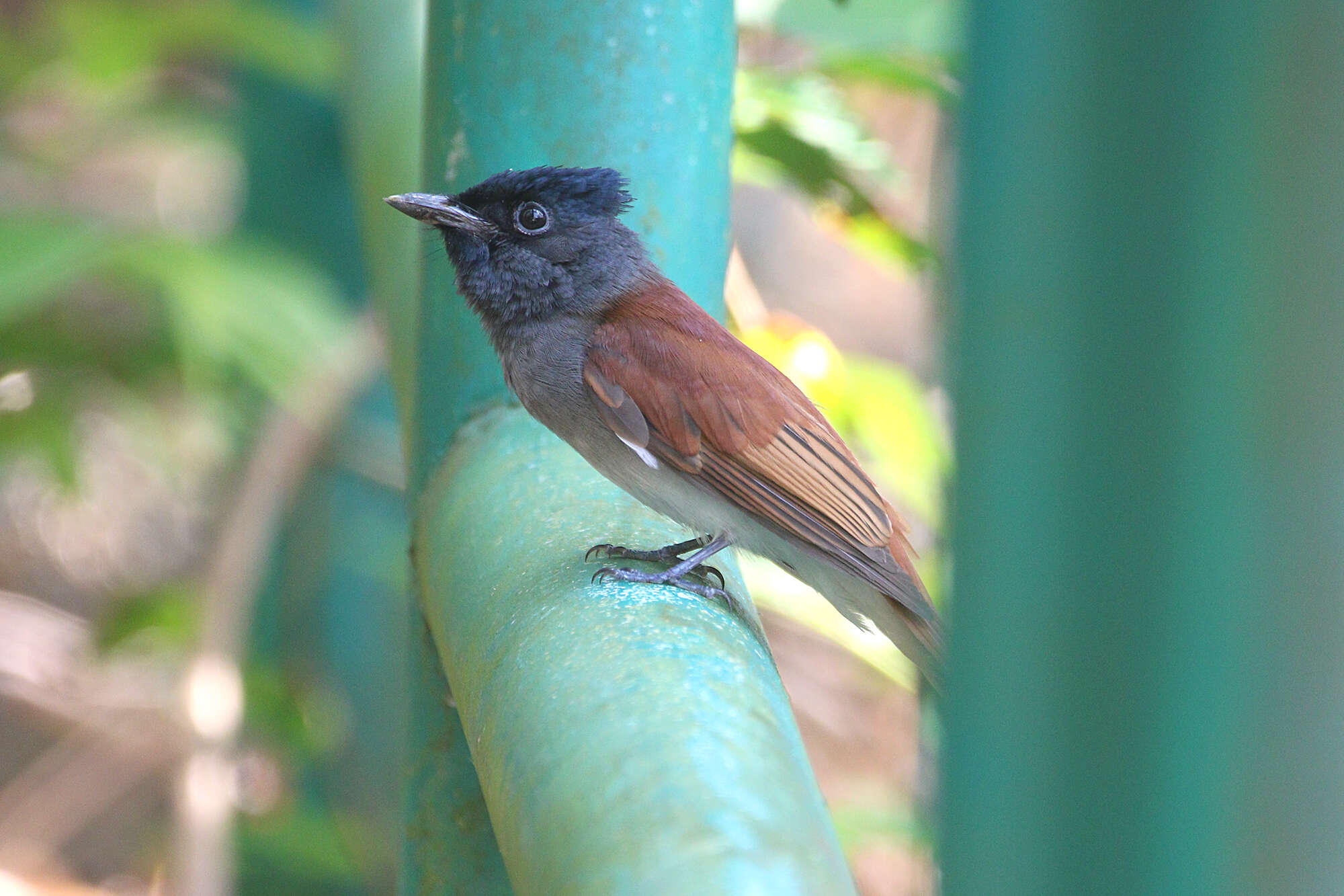 Image of Amur Paradise Flycatcher