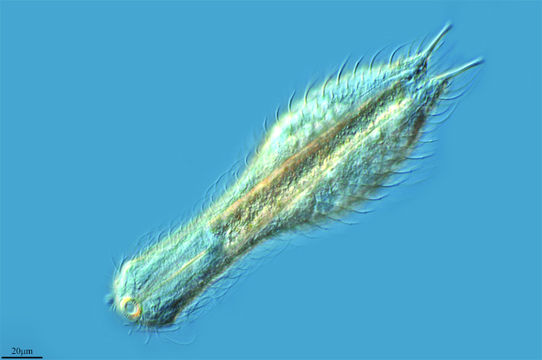 صورة <i>Chaetonotus xxx</i>