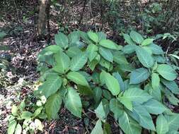 Image of Dendrocnide meyeniana (Walp.) Chew