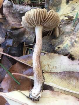 Inocybe porcorum Vauras & Kokkonen 2013 resmi