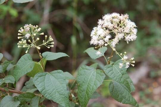 Chromolaena collina (DC.) R. King & H. Rob. resmi