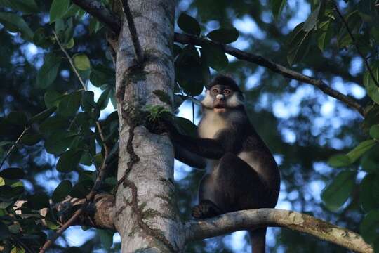 Cercopithecus ascanius (Audebert 1799) resmi