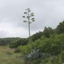 Image of Agave asperrima subsp. potosiensis (Gentry) B. Ullrich