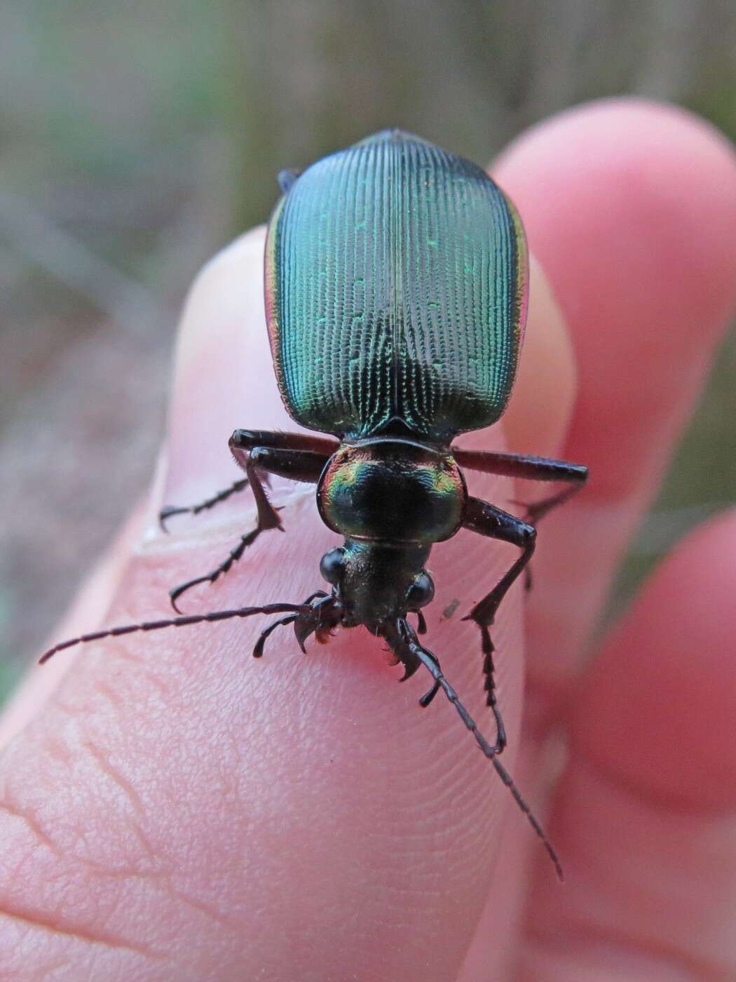 صورة Calosoma (Calosoma) wilcoxi Le Conte 1847