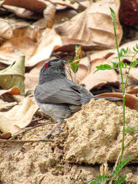 صورة Coryphospingus pileatus (Wied-Neuwied 1821)