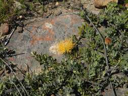 Image de Leucospermum profugum Rourke