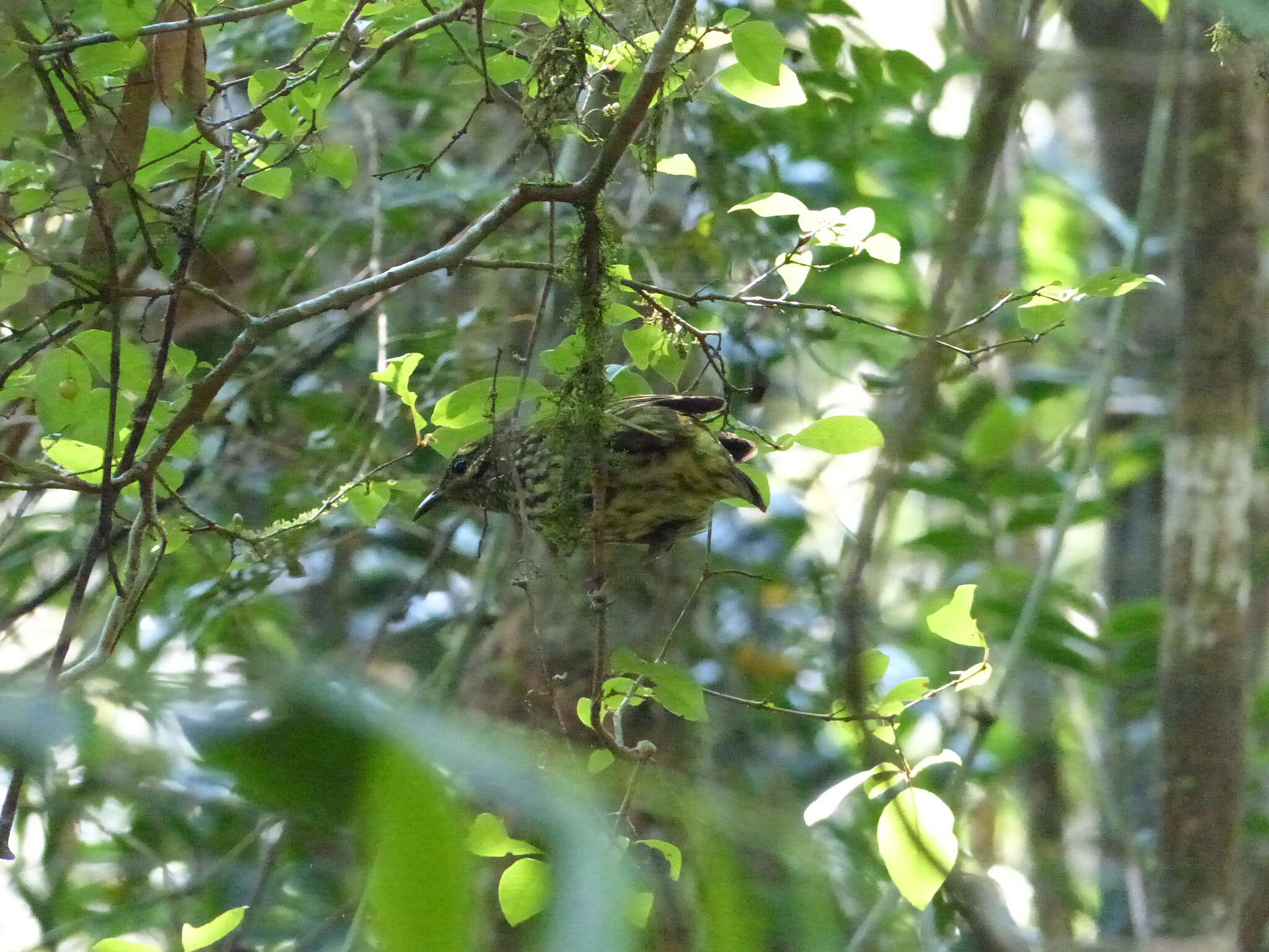 Image of Philepitta Geoffroy Saint-Hilaire & I 1838