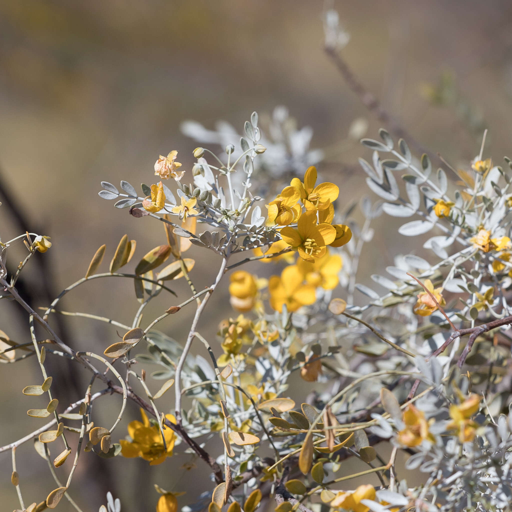 Image of Senna glutinosa subsp. pruinosa