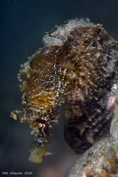 Image of Sea Horse