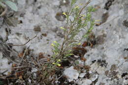 Plancia ëd Macrosyringion glutinosum (M. Bieb.) Rothm.