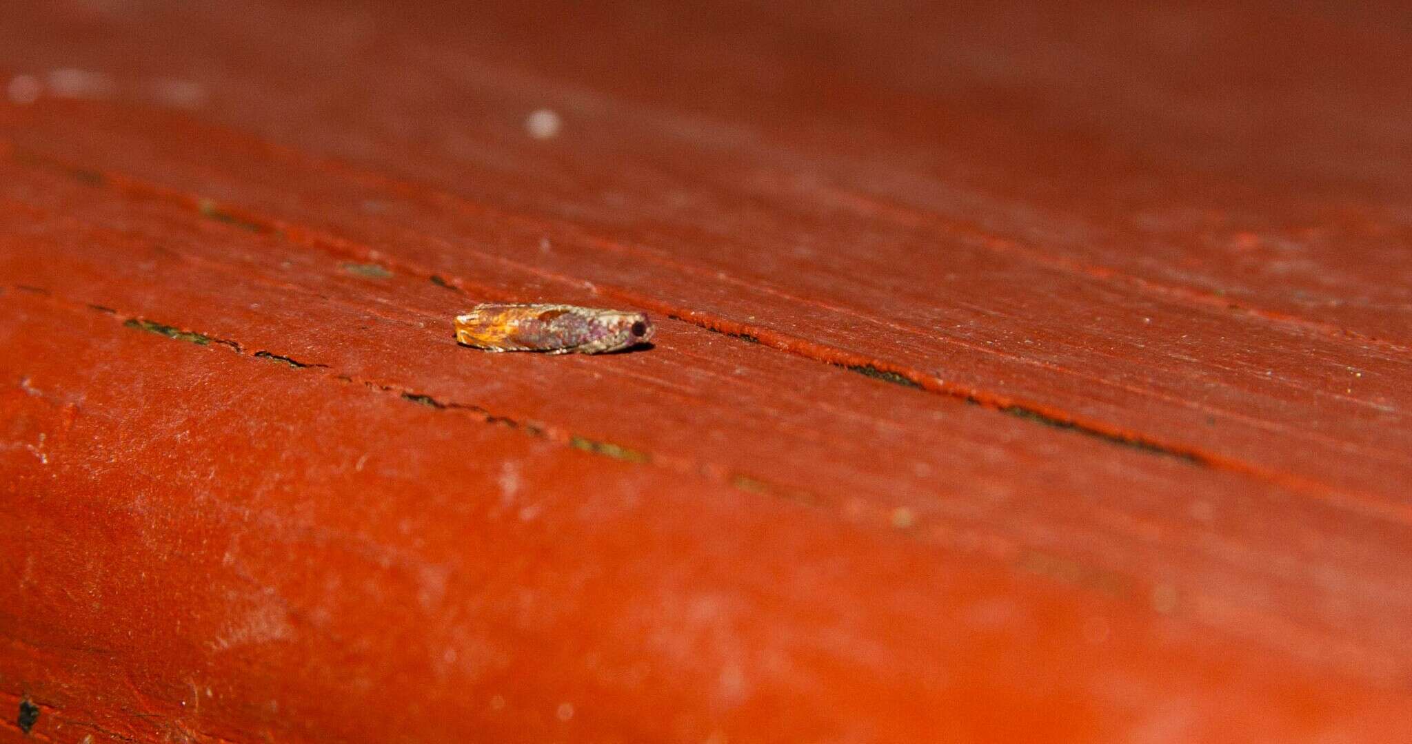 Image of Maple Leaftier Moth