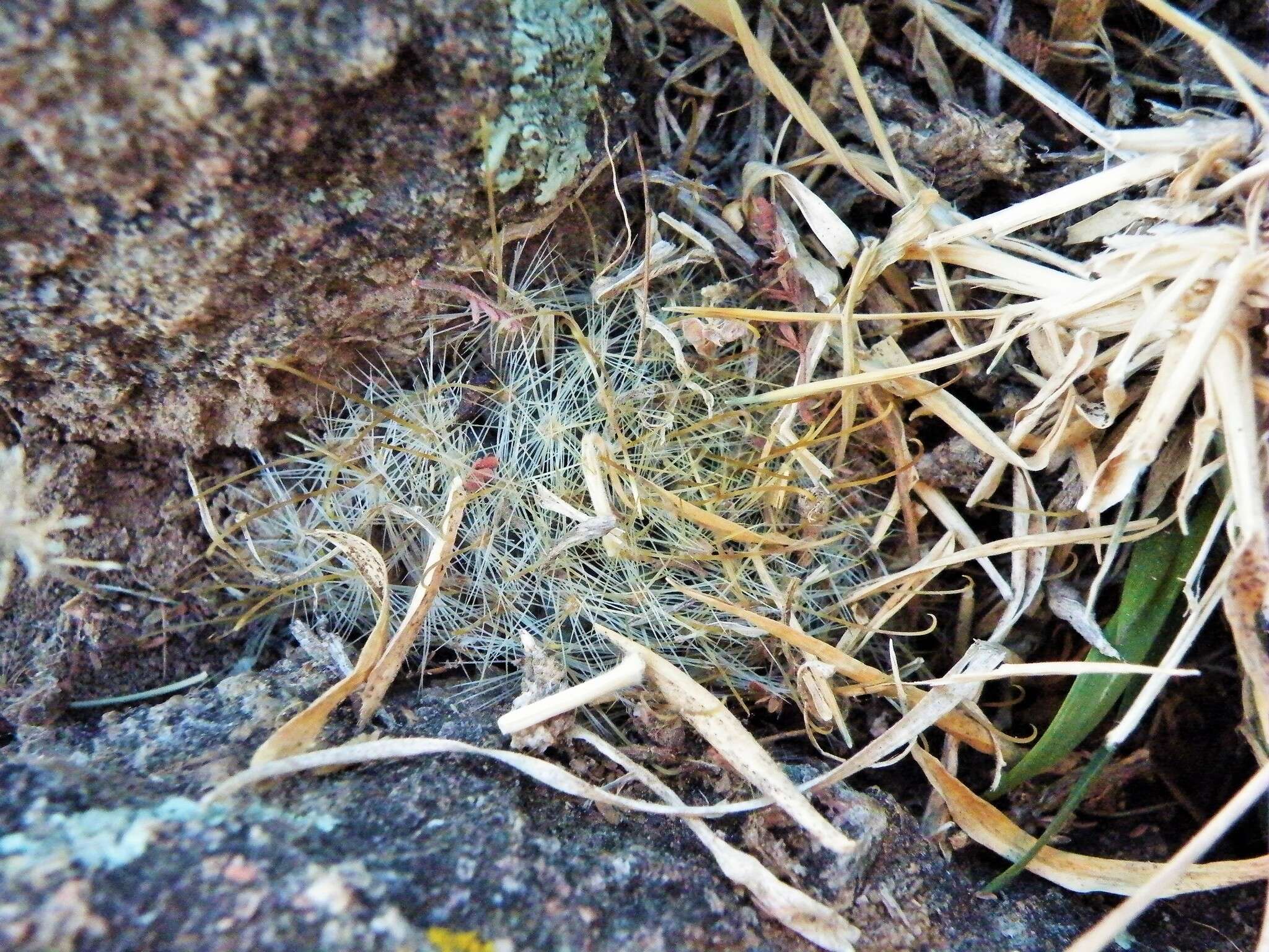 Image of Mammillaria jaliscana subsp. zacatecasensis (Shurly) D. R. Hunt