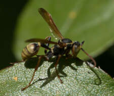 Image of Western Paper Wasp