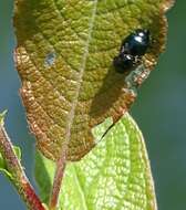 Plagiodera (Plagiodera) versicolora (Laicharting 1781) resmi