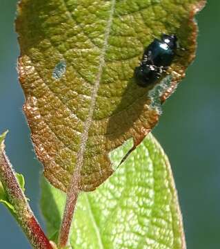 Image of willow leaf beetle