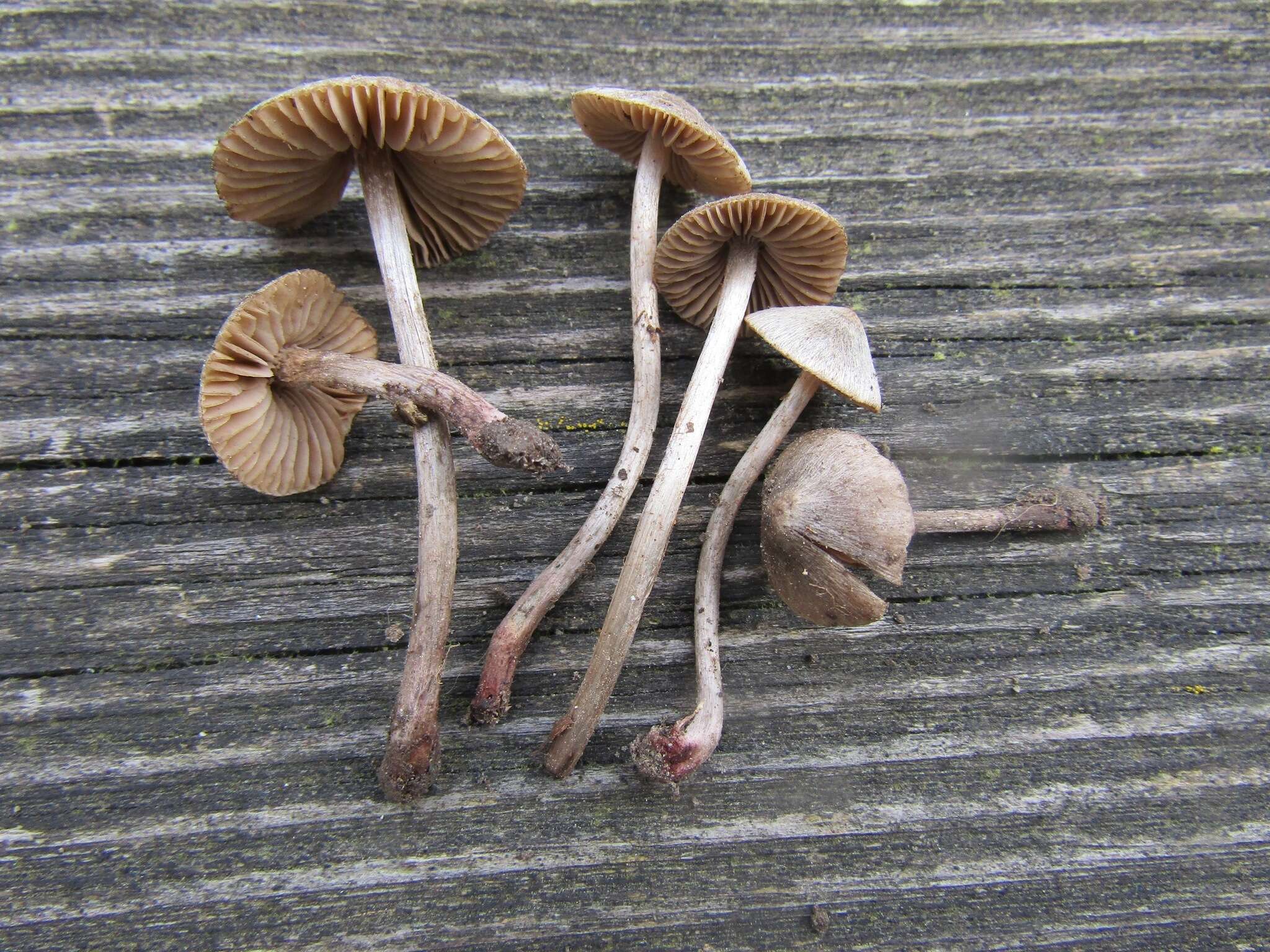 Слика од Entoloma araneosum (Quél.) M. M. Moser 1978