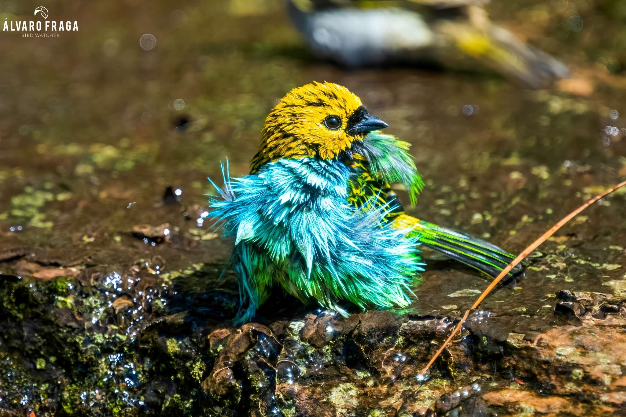 Image of Gilt-edged Tanager