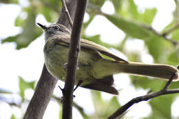 Image of Greenish Elaenia